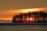 Sunrise Behind Trees_10573